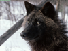 Animals Cool Creatures Tundra Wolf Alaska Image